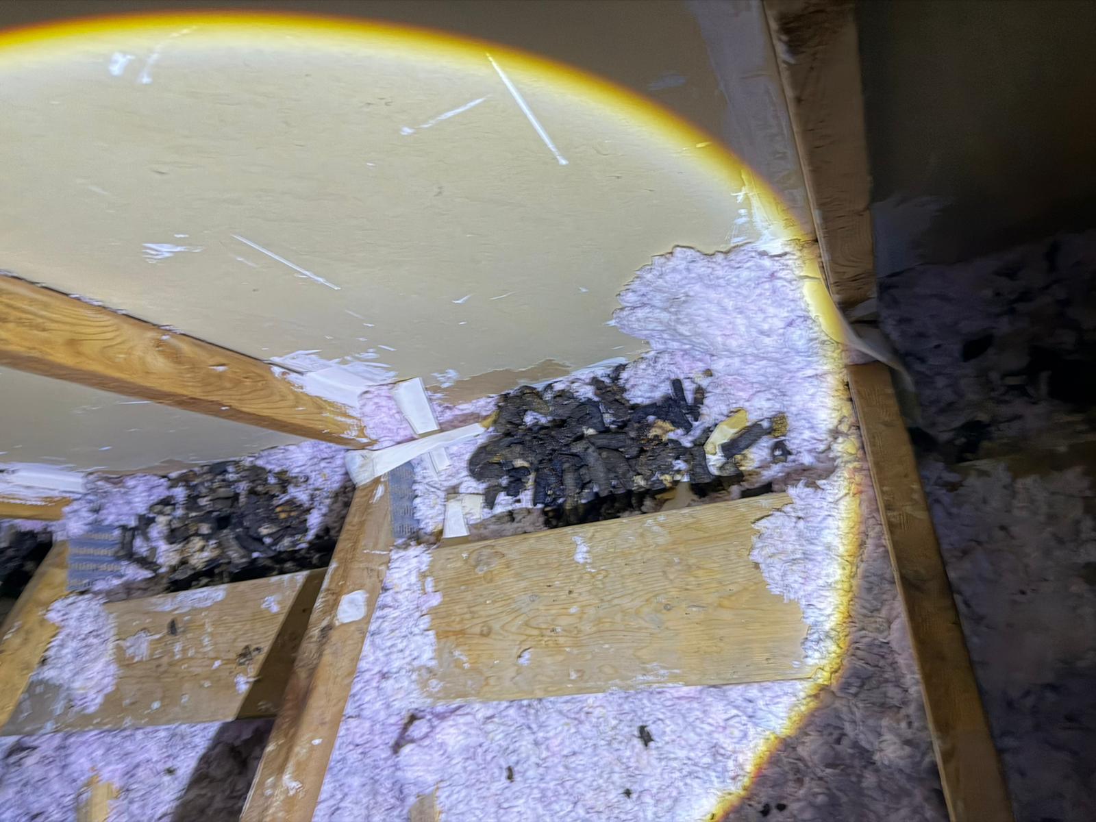 Possible pest activity and disturbed attic insulation observed during inspection